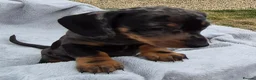Miniature Dachshund dogs for sale: Gorgeous KC Registered, PRA Clear puppies  in Harlow - Advert 24