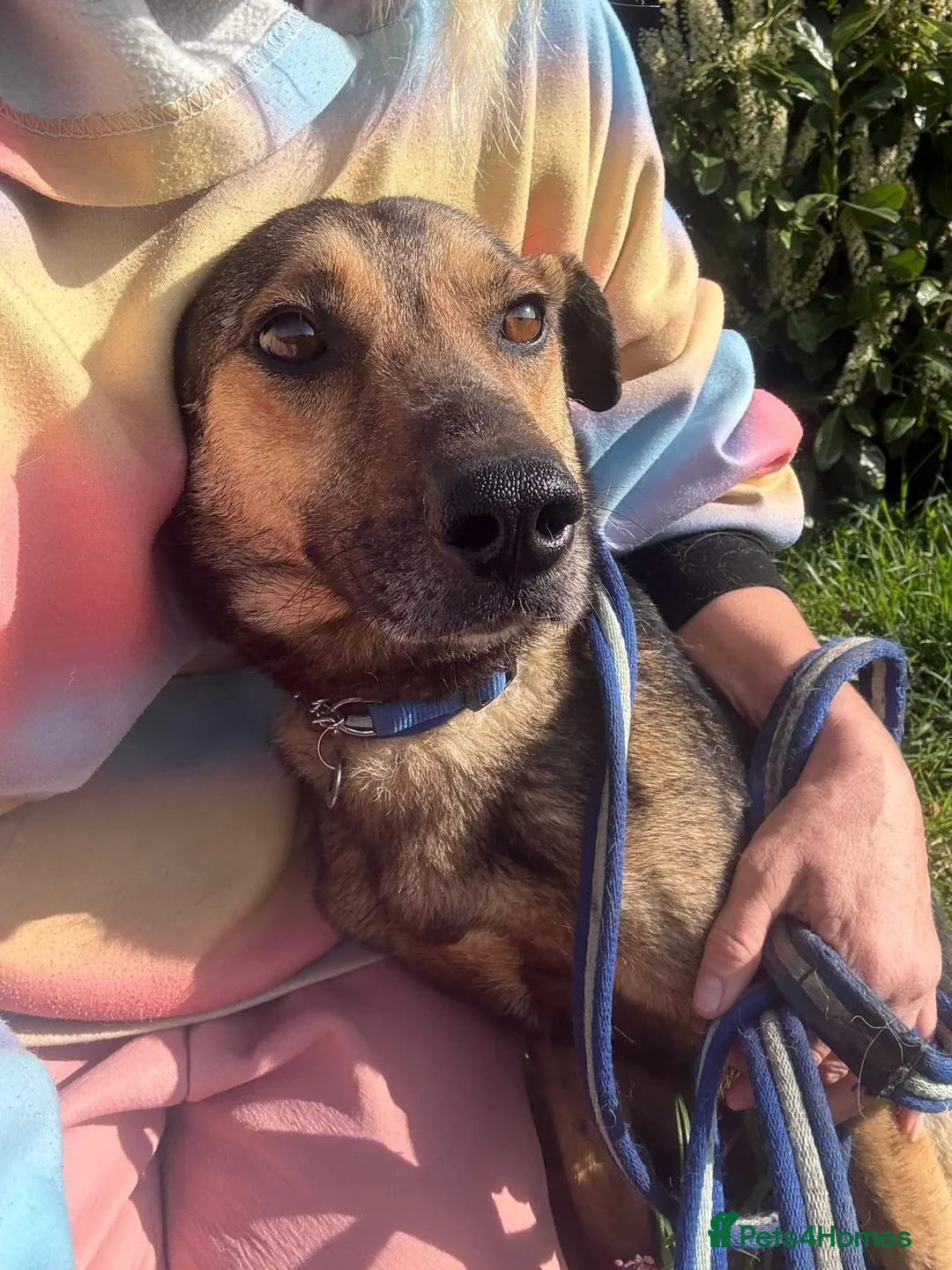 Mixed Breed dogs for adoption: Jenkins - Norwich Norfolk  - Advert 2