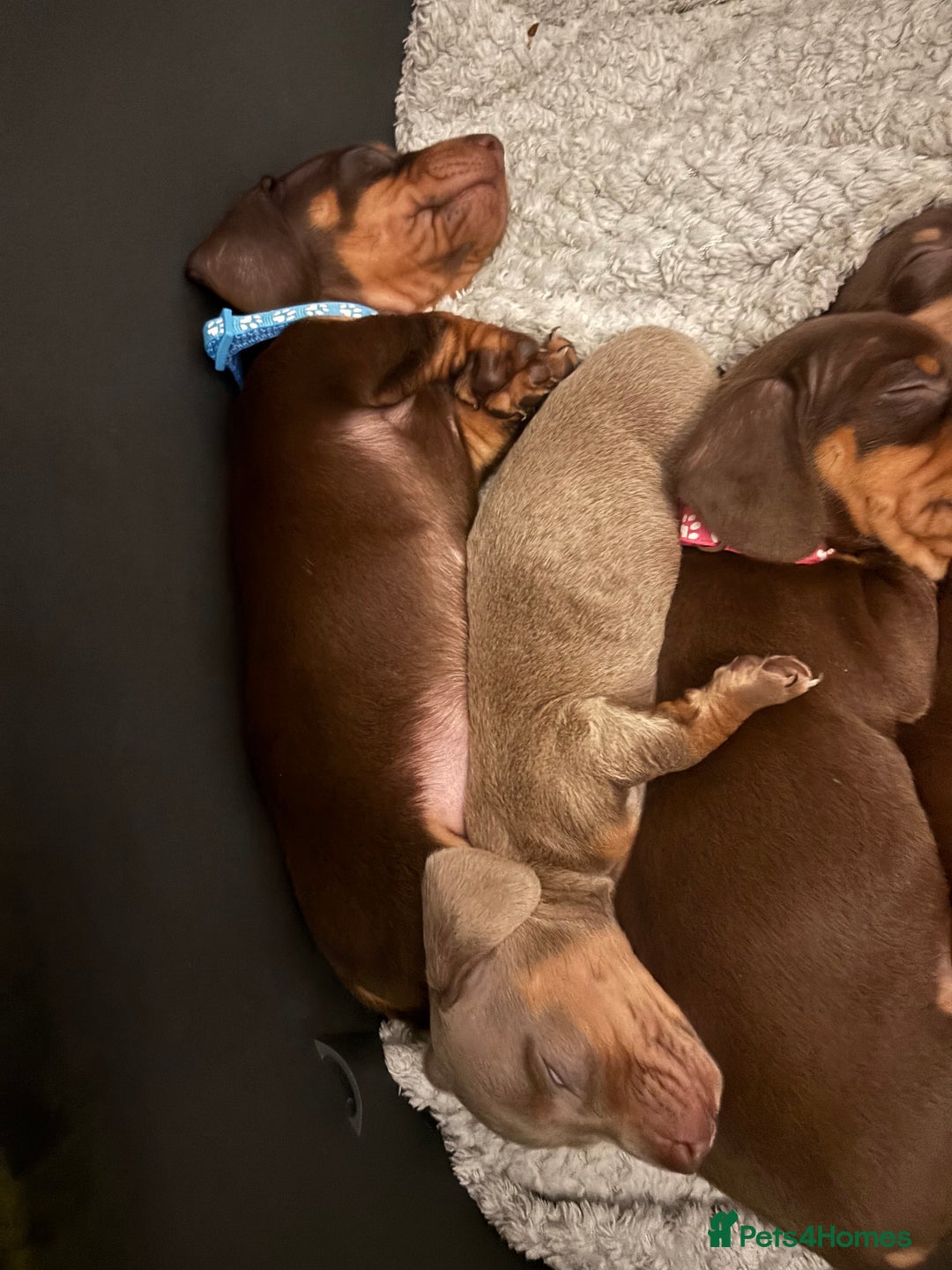 Miniature Dachshund dogs for sale: Beautiful miniature dachshund puppies - Advert 12