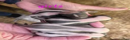 Ferret rodents for sale: Baby SKUNKS for sale - girls and boys available - Advert 7
