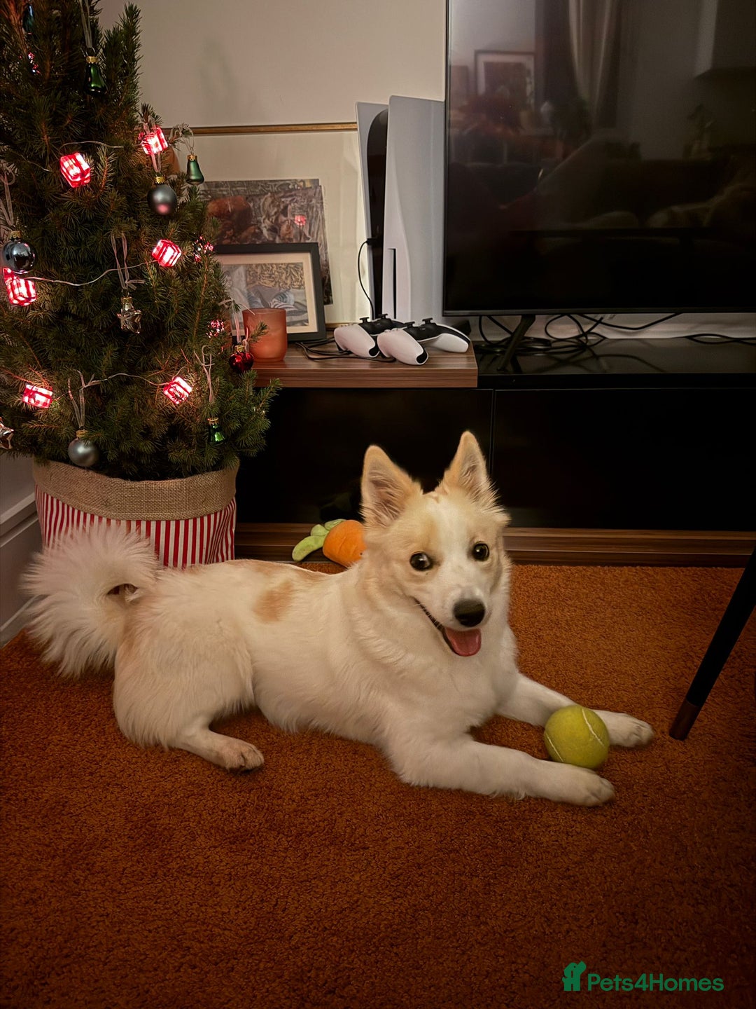 German Spitz dogs for adoption: Rescued Spitz Lola Looking For Her New Home - Advert 1