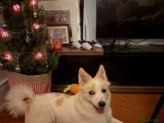 German Spitz dogs Rescued Spitz Lola Looking For Her New Home - Advert 3