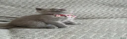 Scottish Fold cats for sale: Last Scottish lillac girl  - Advert 4
