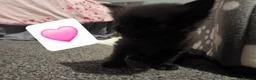 Mixed Breed cats for sale: Kittens looking for new homes 💙❤️ in Northampton - Advert 3