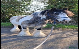 Other Breed horses for sale: Traditional Cob - Image 2