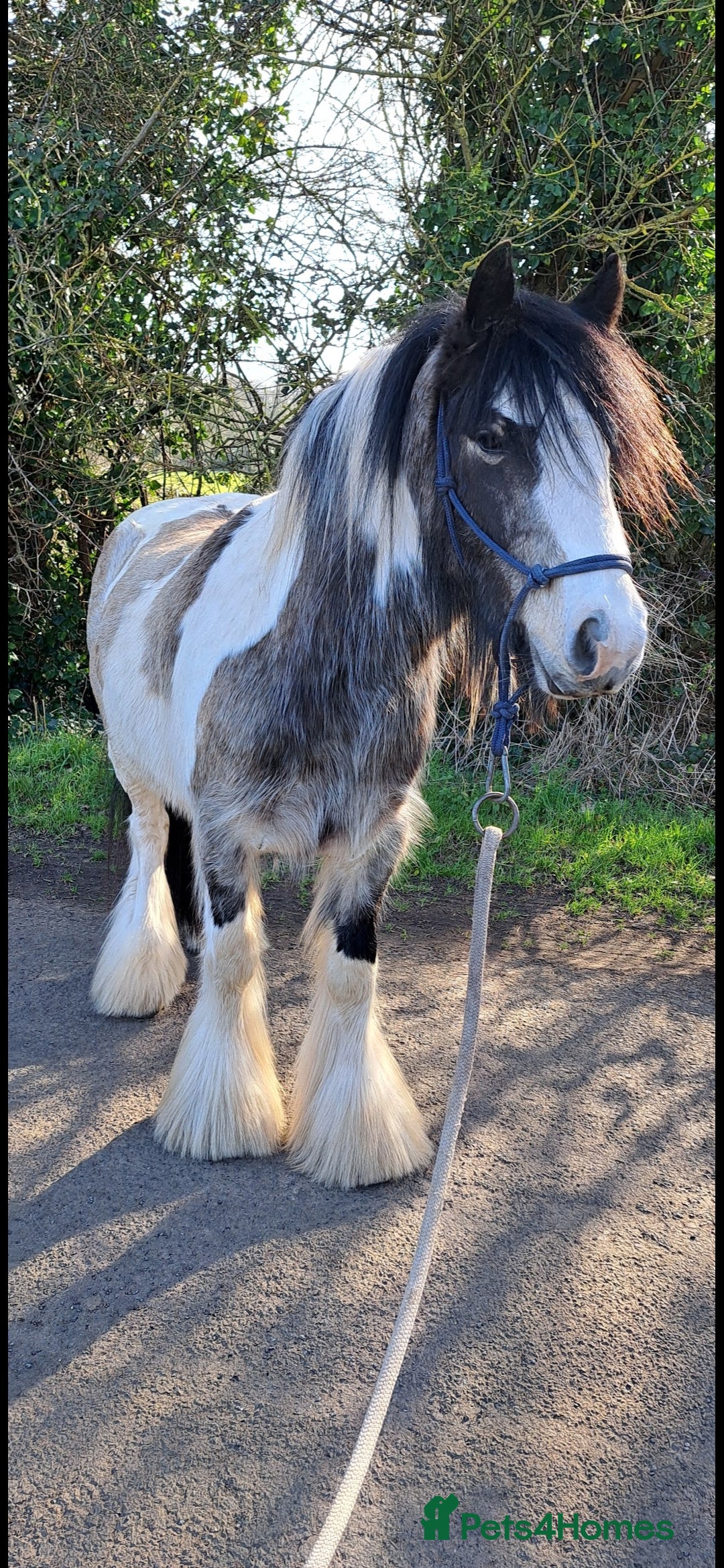 Other Breed horses for sale: Traditional Cob - Image 2