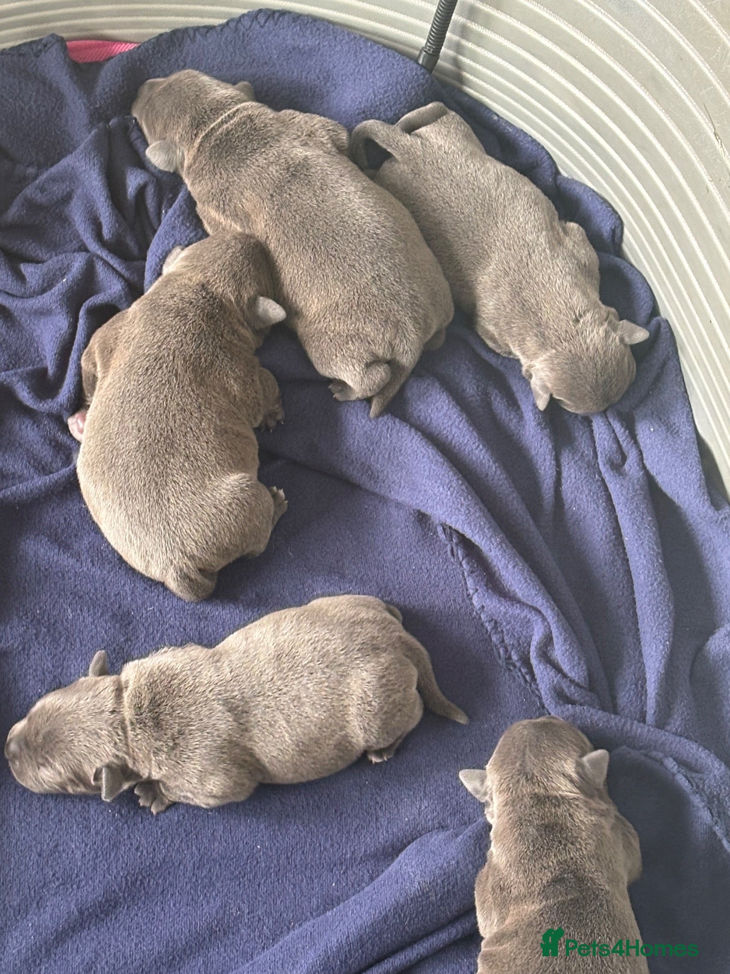 Staffordshire Bull Terrier dogs Blue staffy pups  - Advert 1
