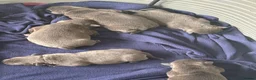 Staffordshire Bull Terrier dogs for sale: Blue staffy pups  - Advert 1