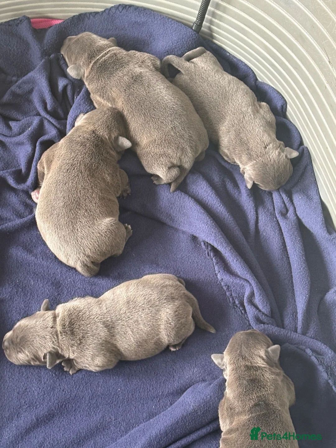 Staffordshire Bull Terrier dogs for sale: Blue staffy pups  - Advert 1
