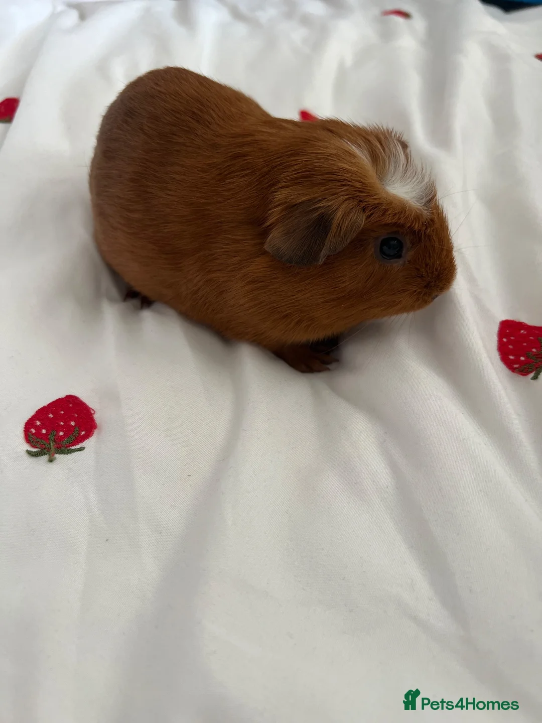 Guinea Pig rodents for sale: X2 bonded male guinea pig babies in Spalding - Advert 1