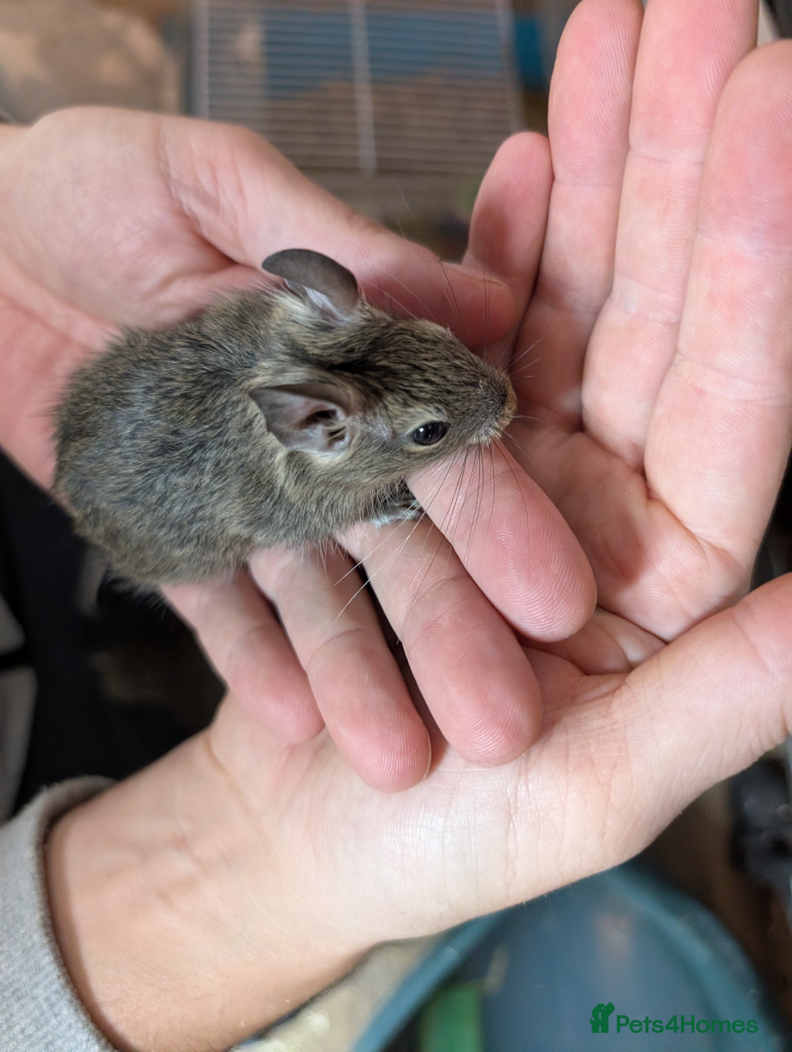 Degus rodents Lovely Degus available to reserve - Advert 2