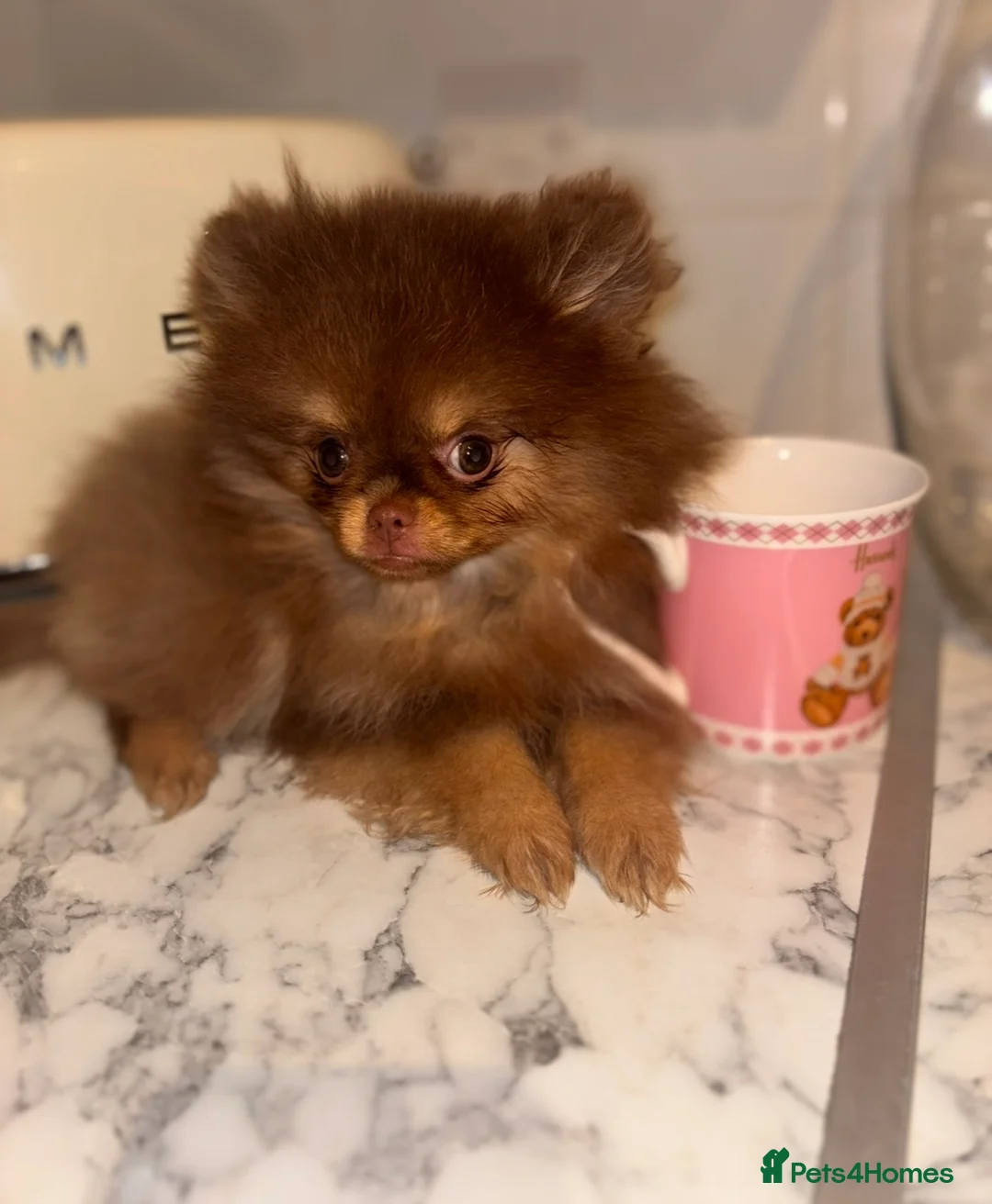 Pomeranian dogs for sale: Miniature Chocolate & Tan Pomeranian💗 - Advert 2