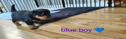 Rottweiler dogs for sale: Rottweiler puppies - Advert 11