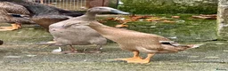 Ducks poultry for sale: Flock of young runner ducks - Advert 9