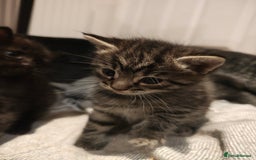 Mixed Breed cats for sale: Ragdoll (mum) X Tabby (dad) - blue eyes ! - Image 6