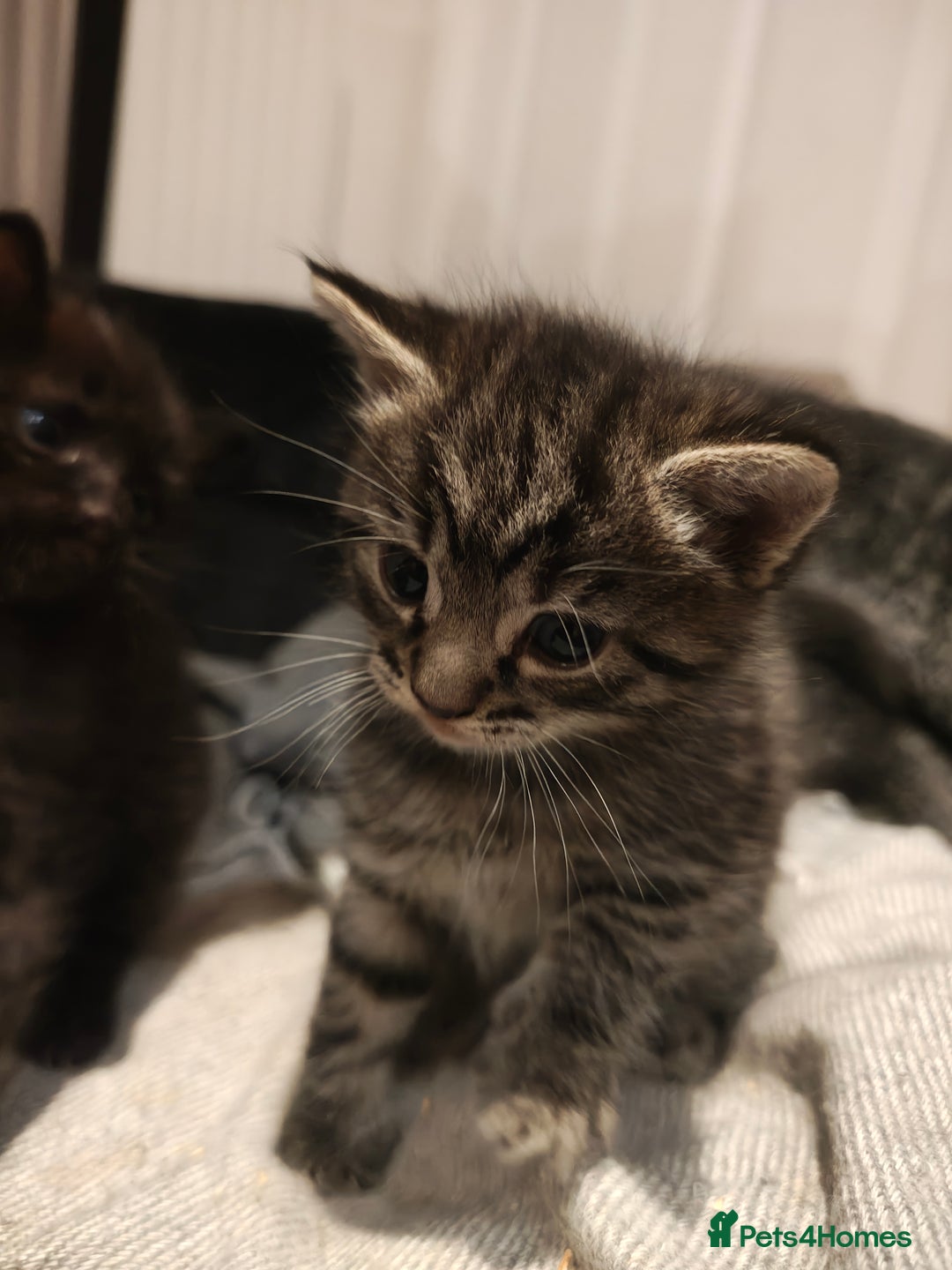 Mixed Breed cats for sale: Ragdoll (mum) X Tabby (dad) - blue eyes ! - Image 6