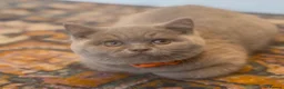 British Shorthair cats for sale: ONLY 2 LEFT Gorgeous BSH Kittens Leo&Zues - Advert 13