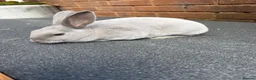 Rex rabbits for sale: Stunning lilac Baby mini Rex  - Advert 7