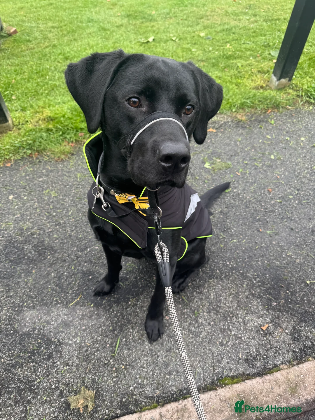 Labrador Retriever dogs for sale: male 21 month old black labrador in Norwich - Advert 2