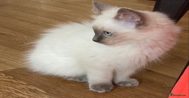 Ragdoll cats - Advert 12