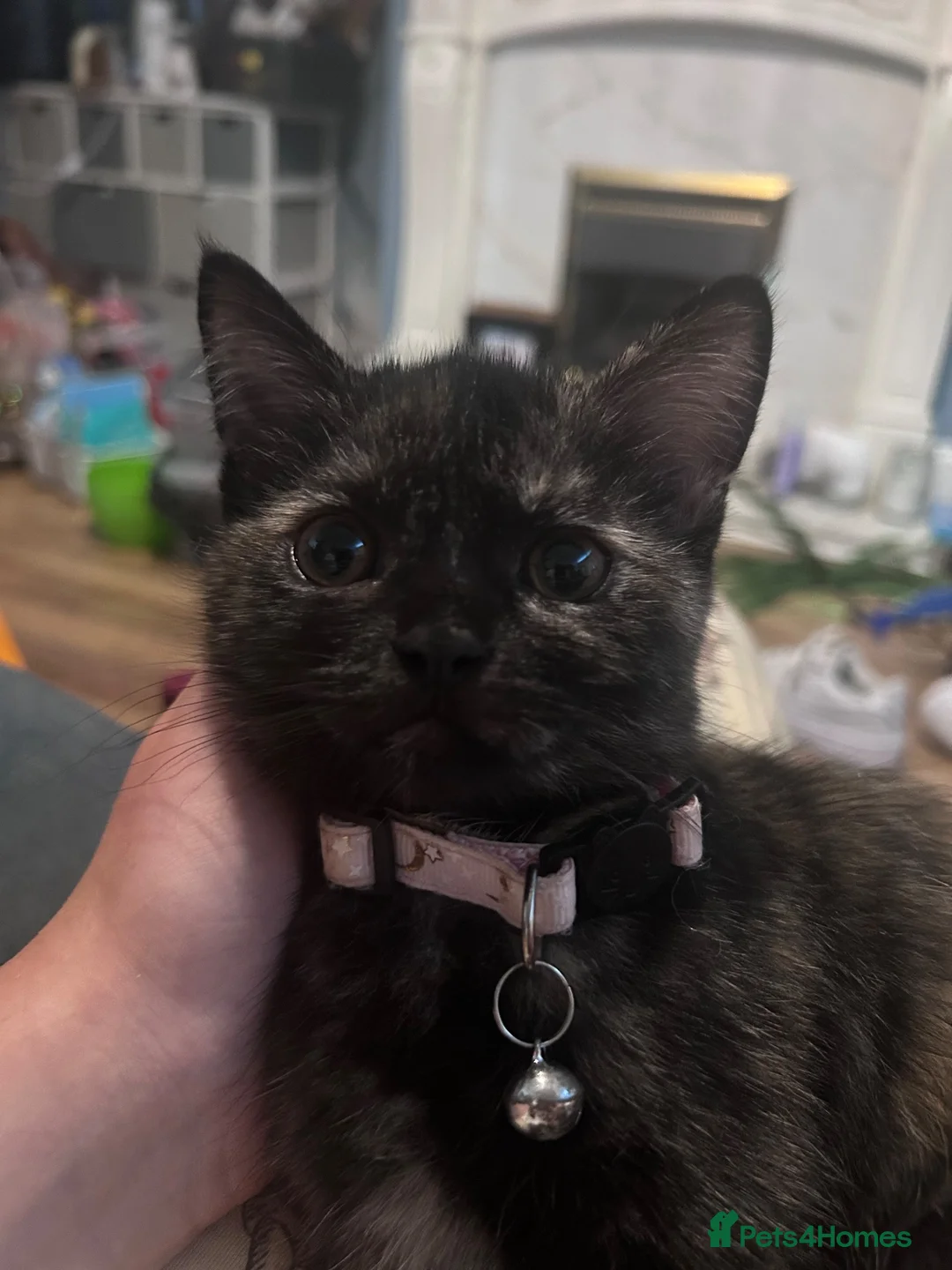 Mixed Breed cats for sale: Cute kitten - Advert 4