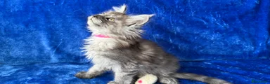 Maine Coon Kitten 4
