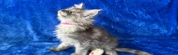 Maine Coon cats for sale: Maine coon kittens registered with GCCF - Advert 24