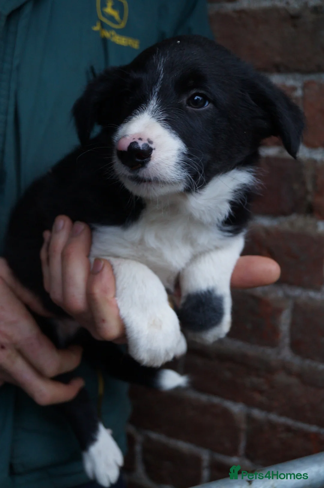 Border Collie dogs for sale: Lovely border collie pup's for sale - Advert 8