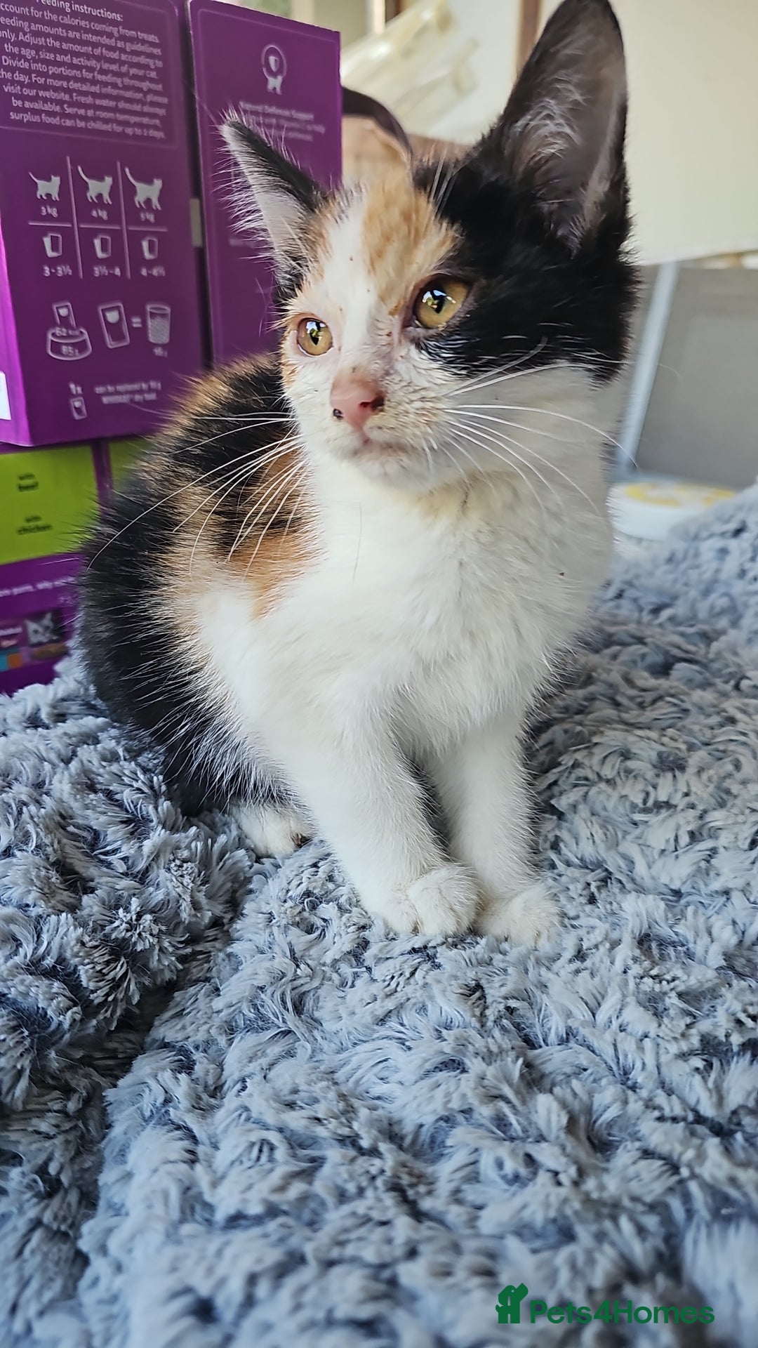 Mixed Breed cats for sale:  🐾 Adorable Kittens Ready for Loving Homes 🐾 - Image 13