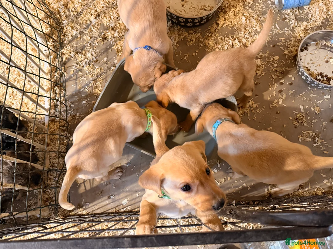 Labrador Retriever dogs for sale: Labrador - Advert 3