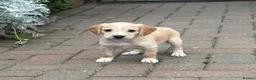 Mixed Breed dogs for sale: Cocker spaniel x lurcher in Darlington - Advert 6