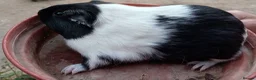 Guinea Pig rodents for sale: Guinea pigs 11 weeks old - Advert 6