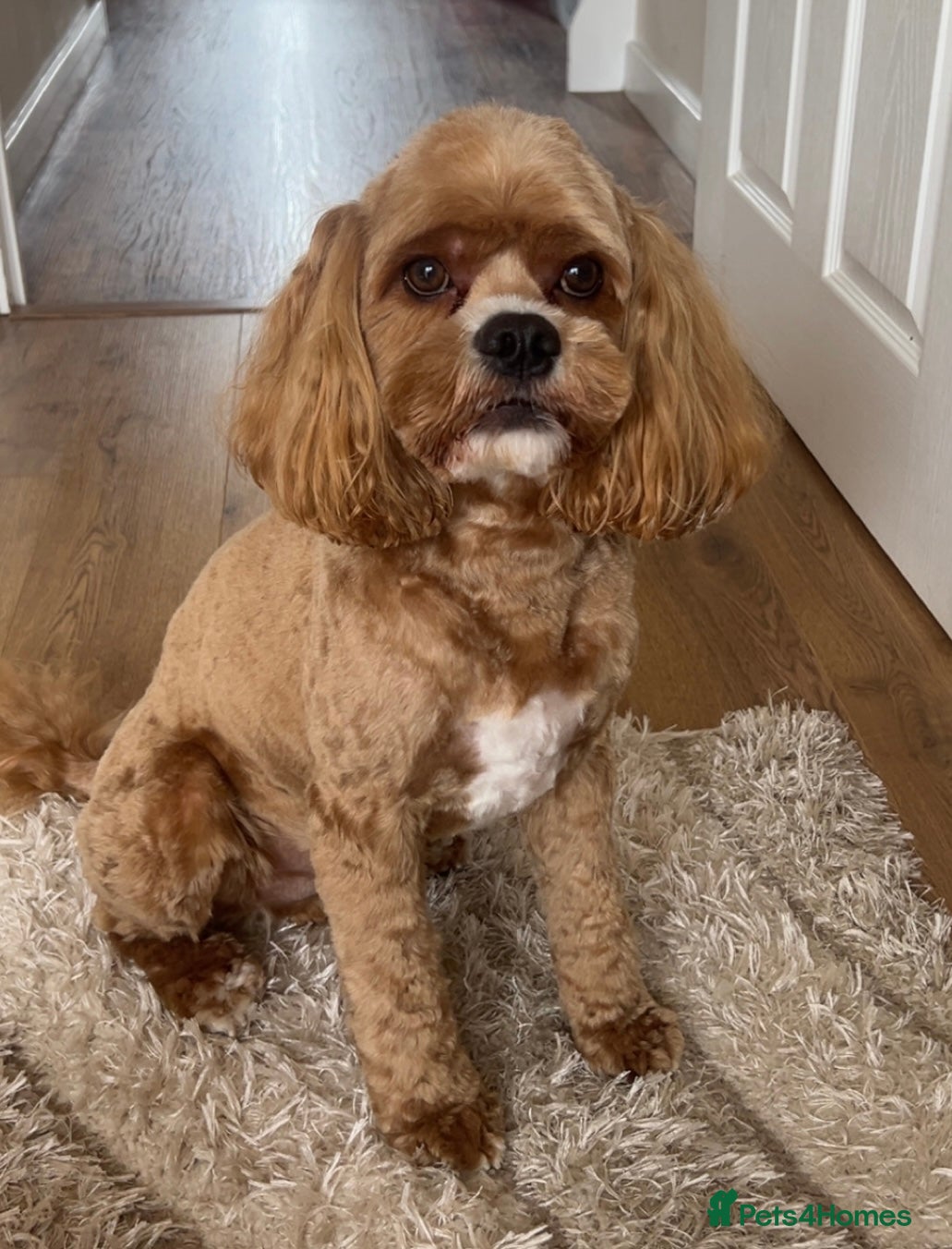 Cockapoo dogs Chester our F1 Proven cockapoo - Advert 18