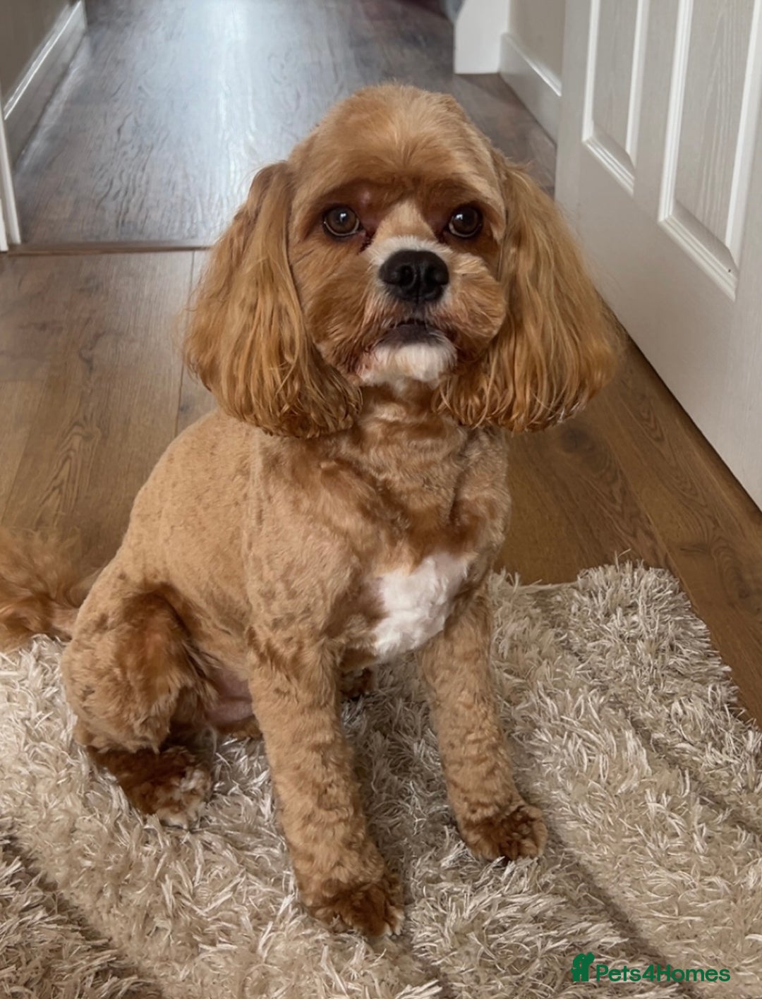 Cockapoo dogs for stud: Chester our F1 Proven cockapoo in Barnsley - Advert 3