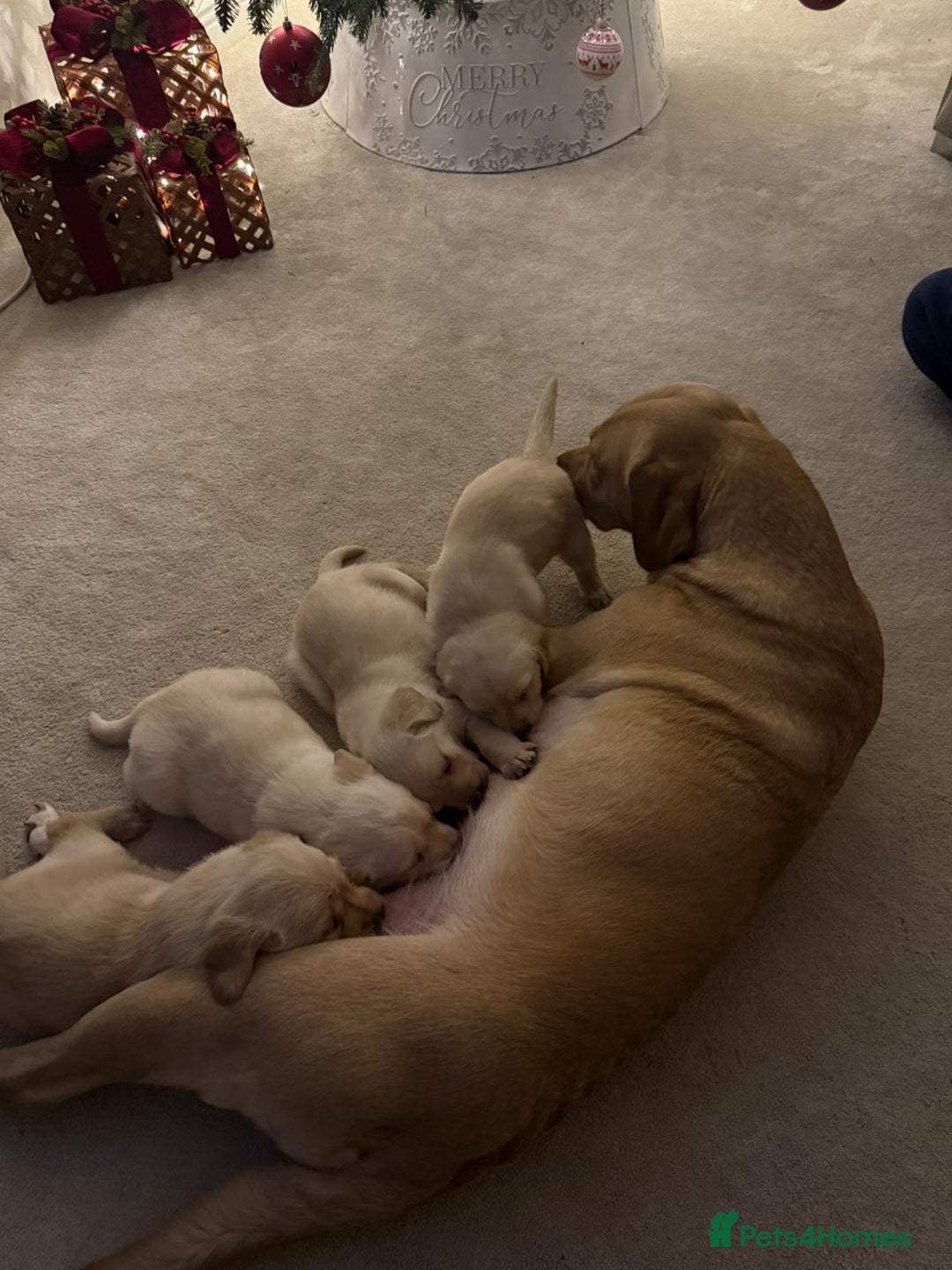 Goldador dogs for sale: Beautiful puppies for sale  - Advert 2