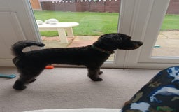 Mixed Breed dogs for sale: Patterdoodle /Patterpoo - Image 1