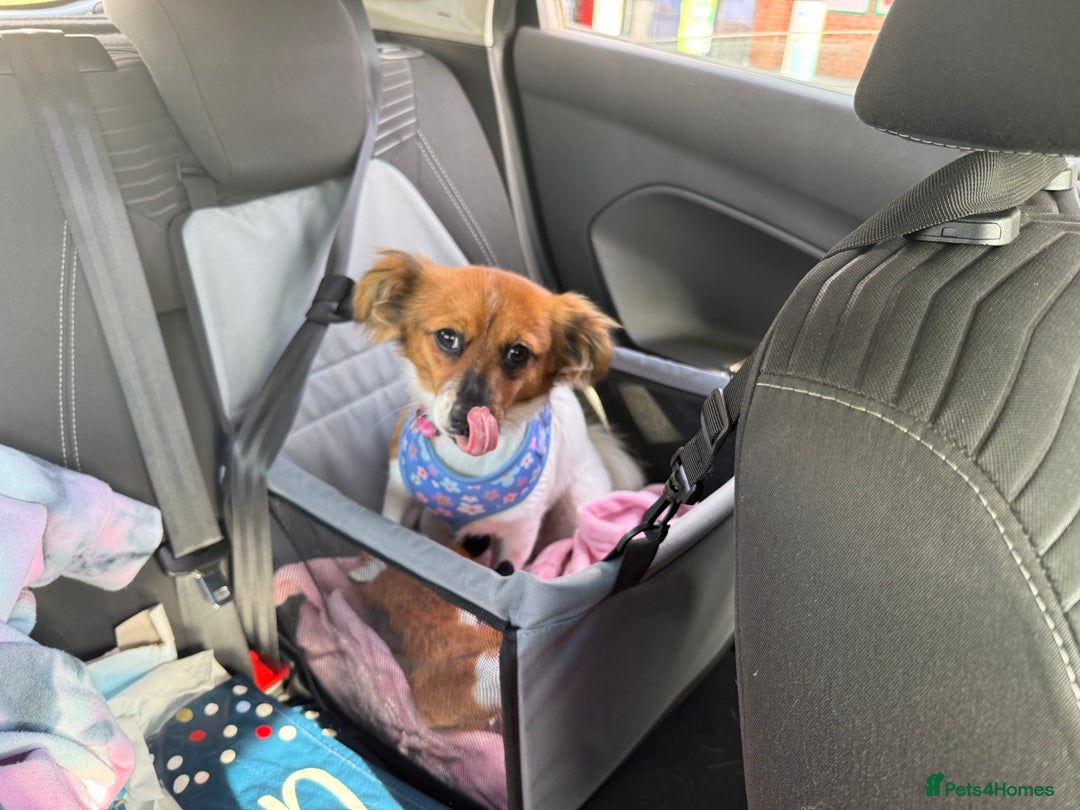 Mixed Breed dogs for sale: Pip - gorgeous 15 month old Pom Jack - Advert 4