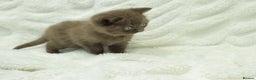 British Shorthair cats for sale: Stunning BHS Champions blood lines kittens  - Advert 32