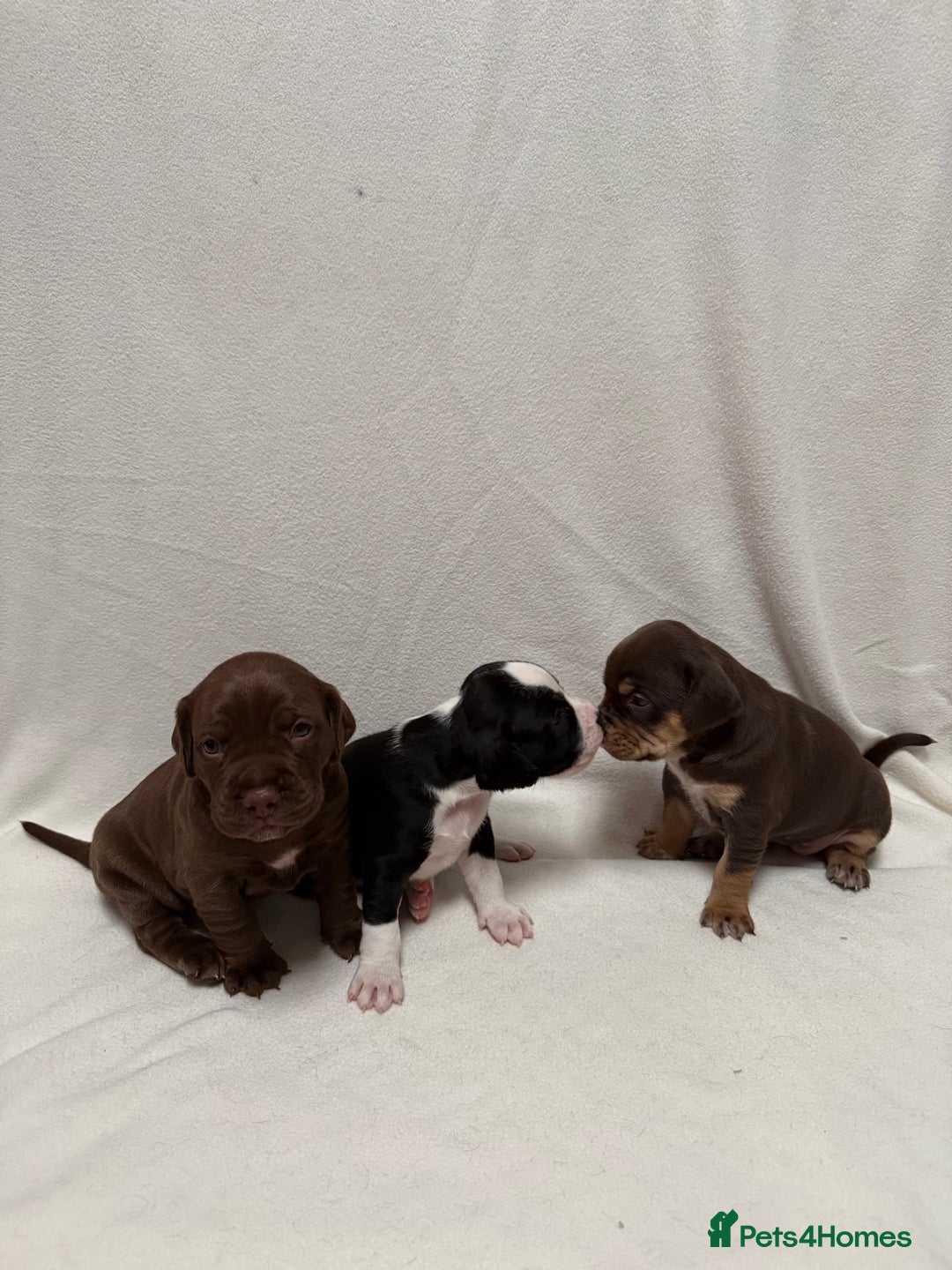 Mixed Breed dogs for sale: Cockerbull’s - Advert 1