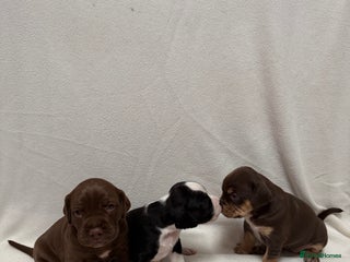 Mixed Breed dogs Cockerbull’s - Advert 1