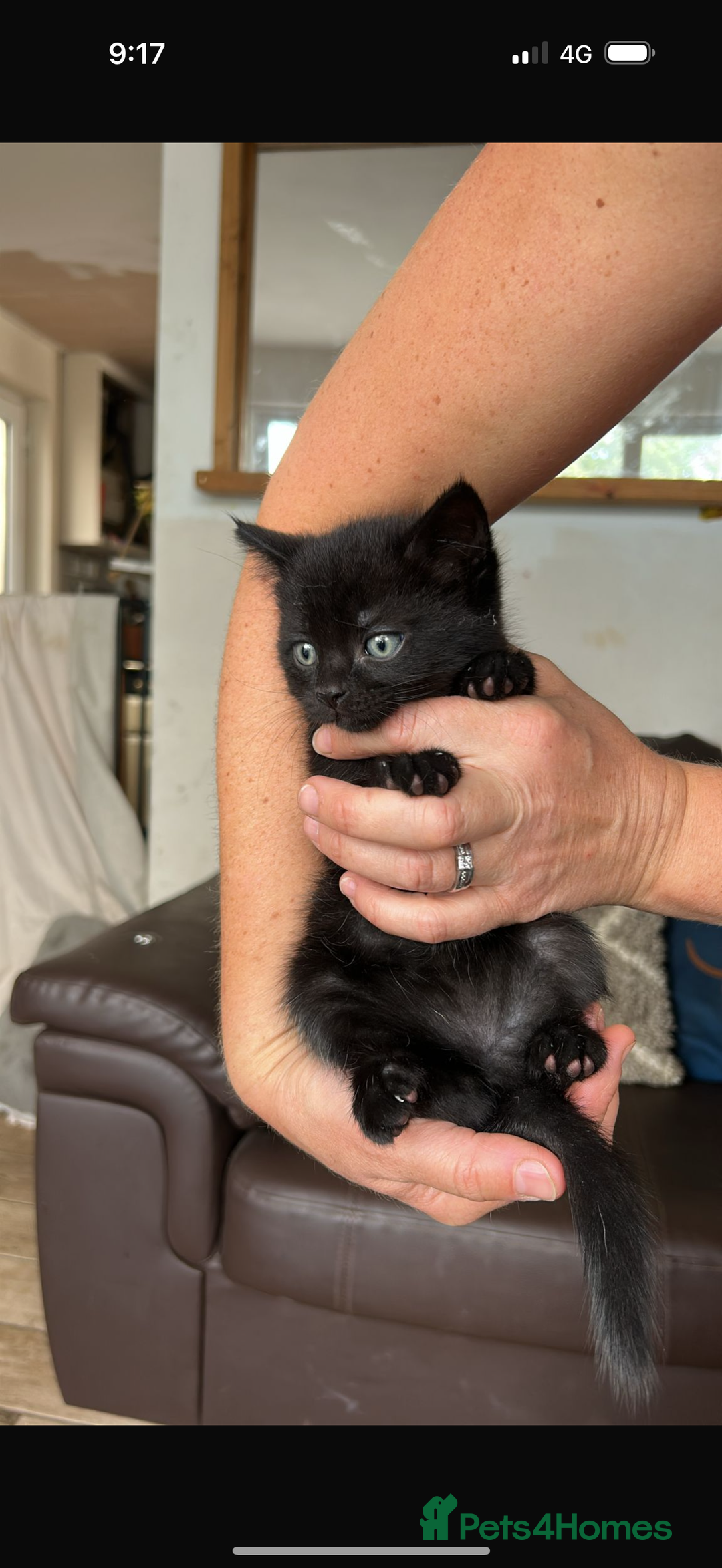 Mixed Breed cats for sale: Beautiful kittens ready now - Image 1
