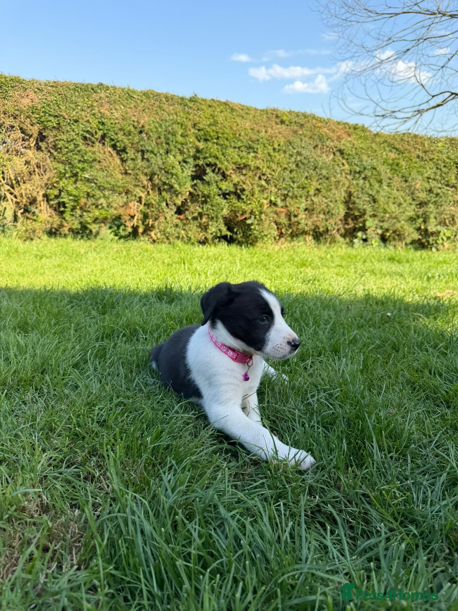Mixed Breed dogs Border Collie Fluffy Puppies - Advert 1