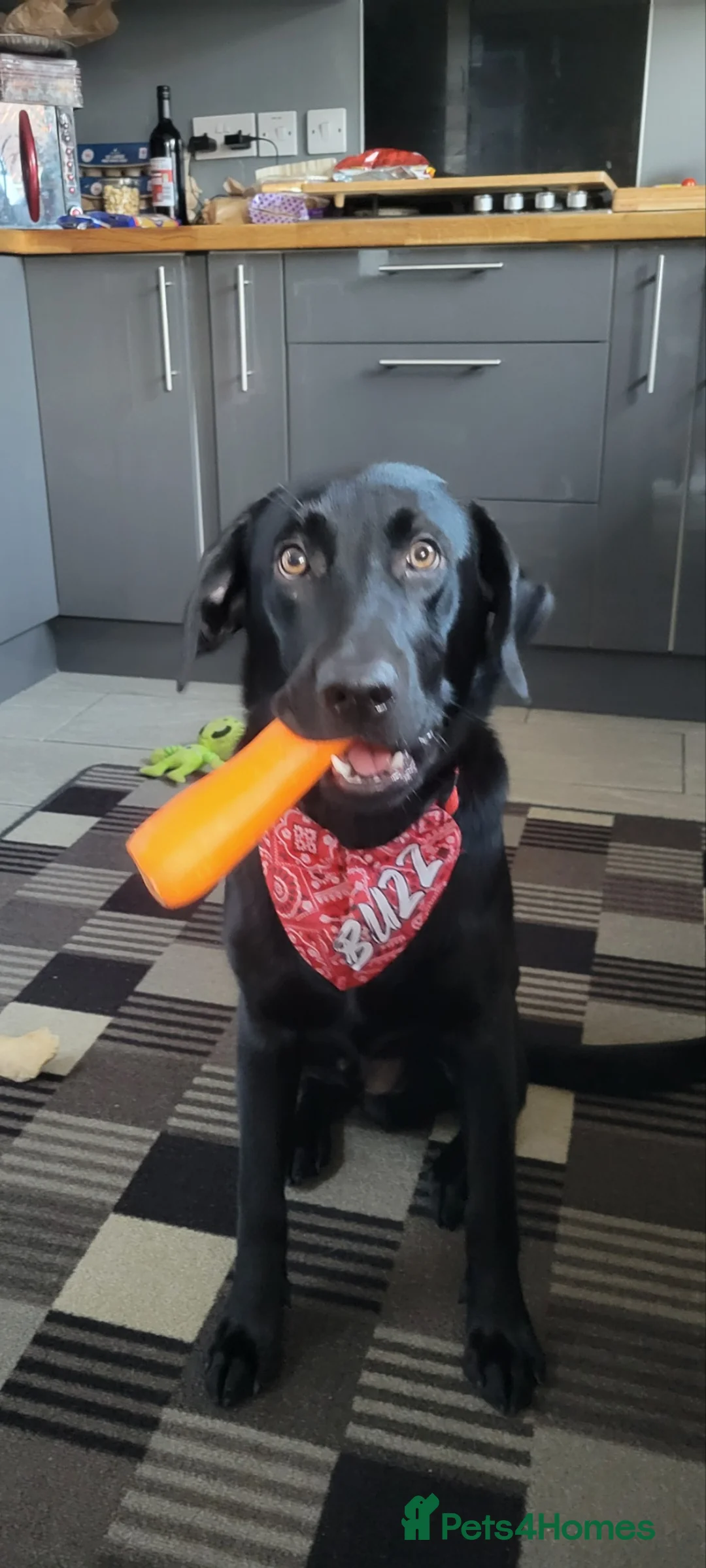 Labrador Retriever dogs for sale: Buzz 10 month old black Labrador  - Advert 6