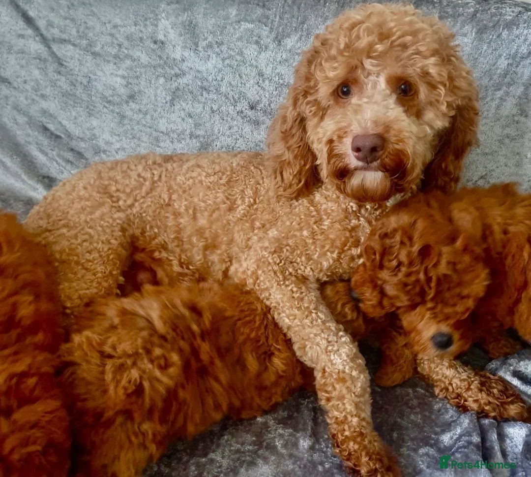 Cavapoo dogs for sale: STUNNING F1B CAVAPOO PUPPIES READY TO LEAVE!  - Advert 5