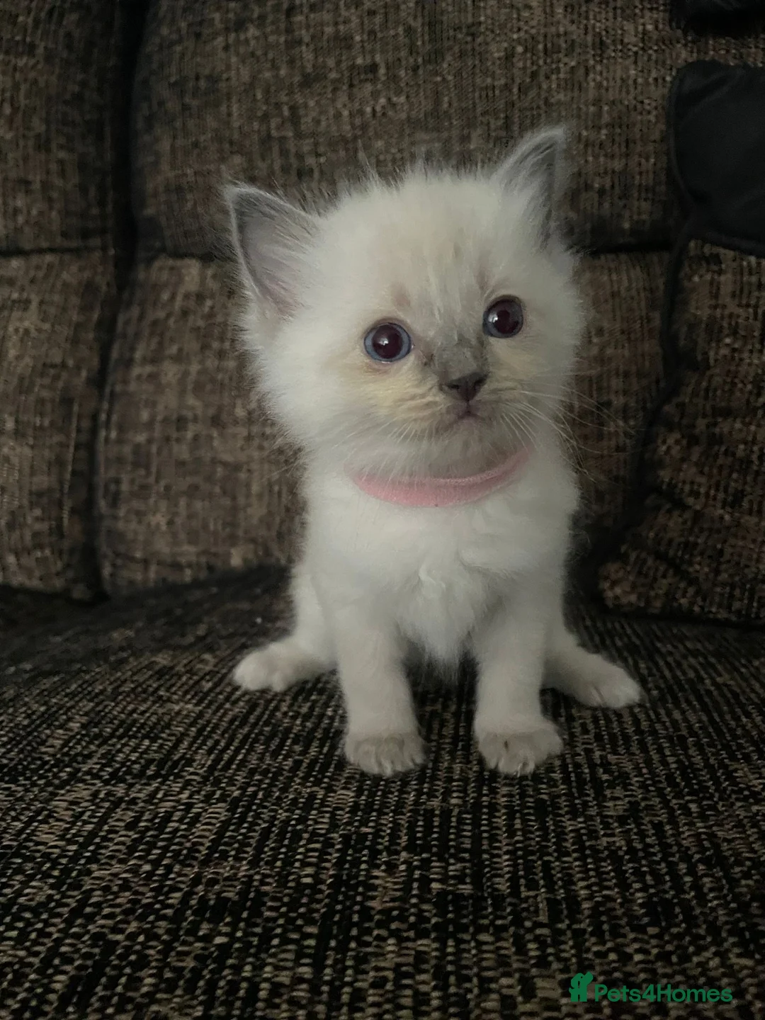 Ragdoll cats for stud: 100% proven boy for stud in Wakefield - Advert 23