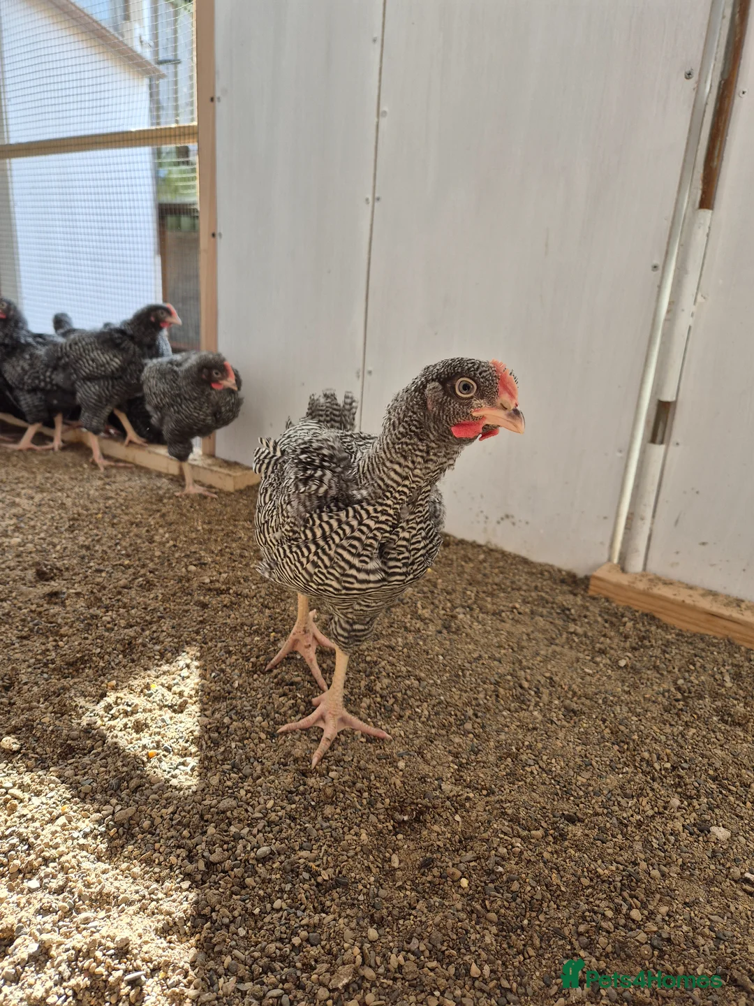 Chickens poultry for sale: Five Plymouth Rock cockerels for sale. - Advert 1