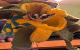 Sugar Glider rodents for sale: male and female ready to go - Advert 4