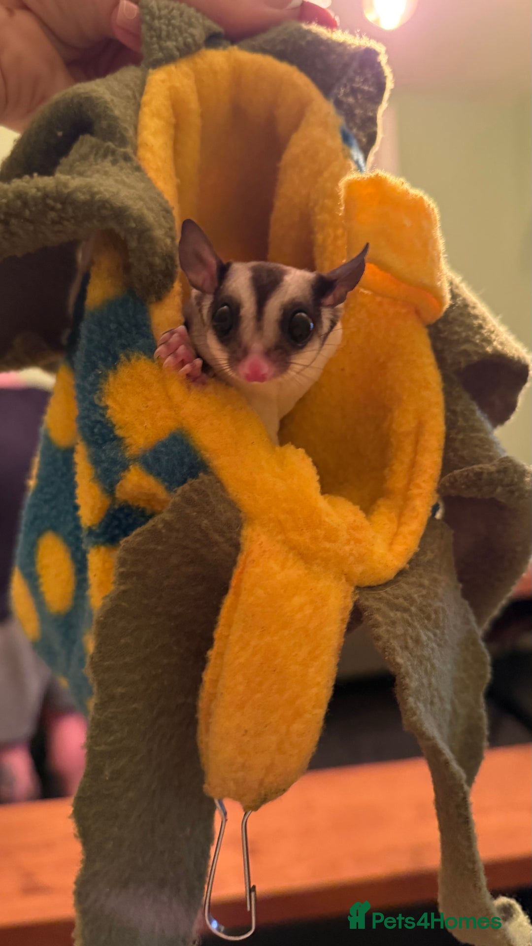 Sugar Glider rodents for sale: male and female ready to go - Advert 4