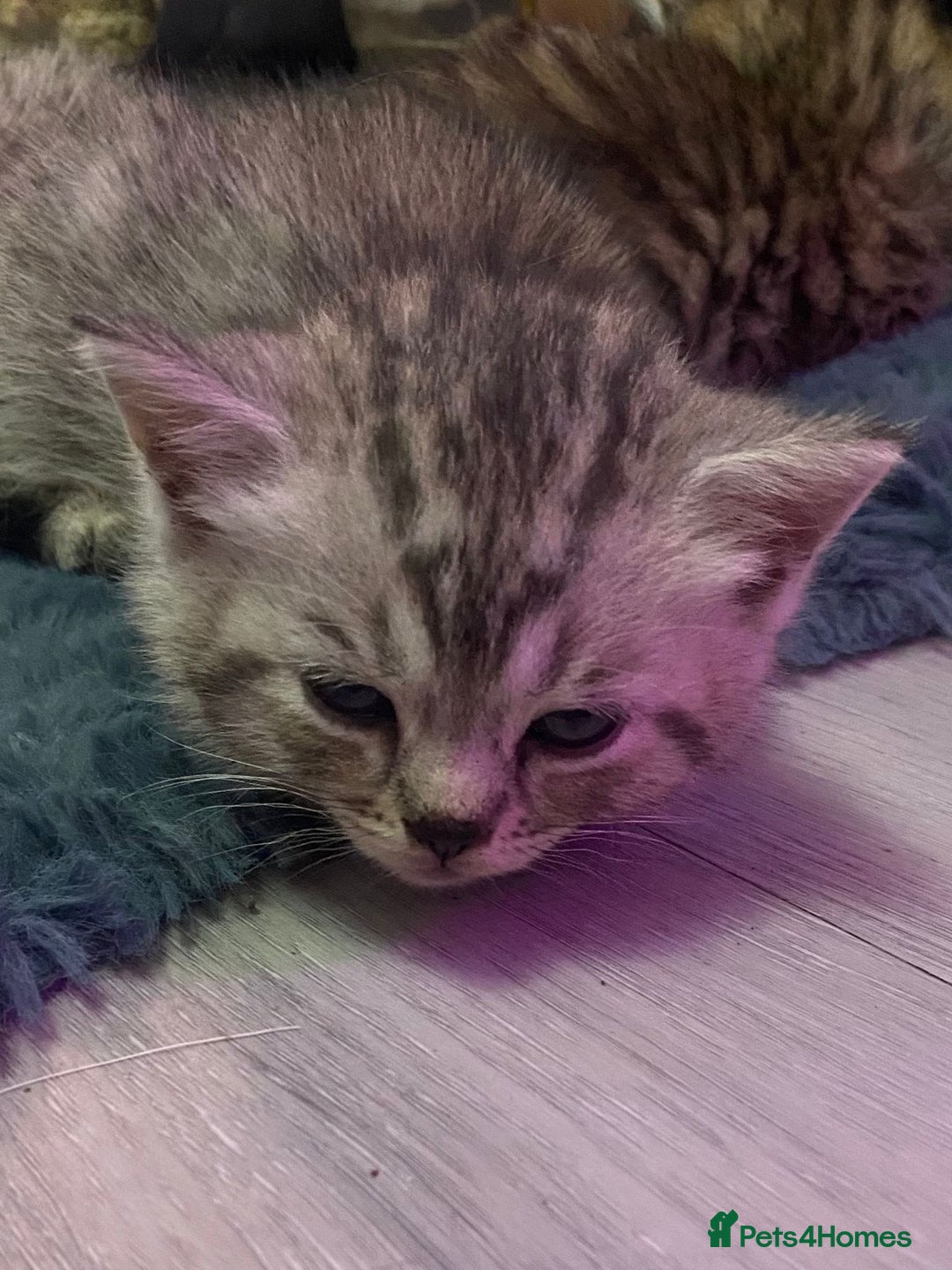 Bengal cats for sale: Stunning bengal x kittens  - Image 4