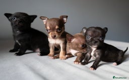 Chihuahua dogs for sale: Micro Chihuahua Puppies - Exceptional Lines - Image 5